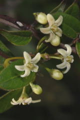 Metastelma schlechtendalii