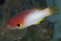 Bodianus axillaris