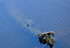 Pseudemys peninsularis