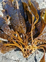 Pseudolessonia laminarioides