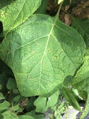 Cercospora hydrangeae