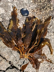 Pseudolessonia laminarioides