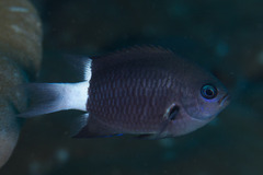 Pycnochromis margaritifer