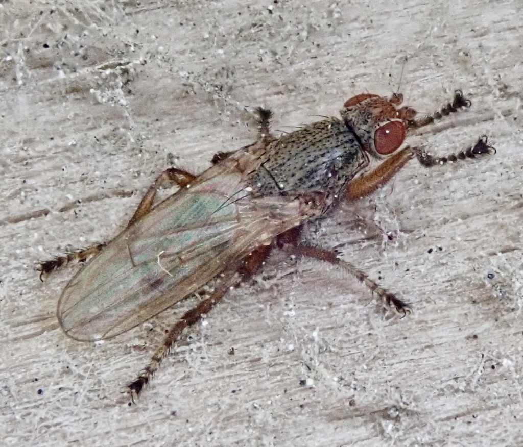 Malacomyia sciomyzina