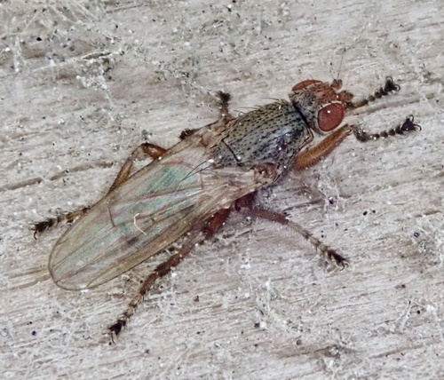 Malacomyia sciomyzina