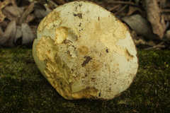 Retiboletus griseus