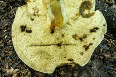 Retiboletus griseus