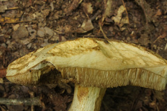 Retiboletus griseus