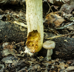Retiboletus griseus