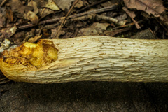 Retiboletus griseus