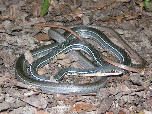 Schott's Whipsnake