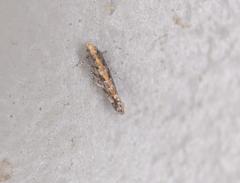 Aristotelia rubidella