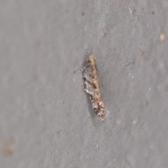 Aristotelia rubidella