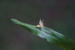 Ricaniidae