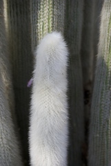 Cleistocactus strausii