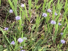Jasione montana