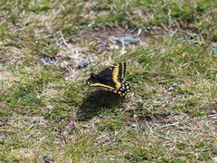 Papilio brevicauda