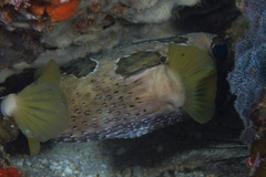 Diodon liturosus