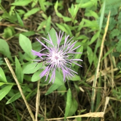Centaurea × moncktonii