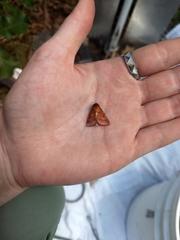 Pyrrhia aurantiago