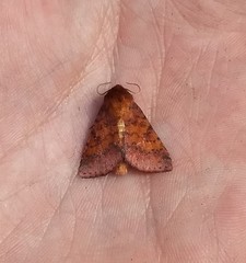 Pyrrhia aurantiago