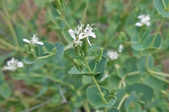 Guardiola platyphylla