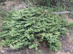 Juniperus
