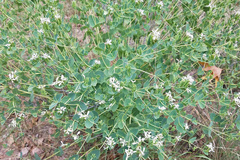 Guardiola platyphylla