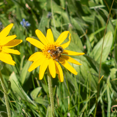 Bombus sylvicola