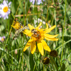 Bombus sylvicola