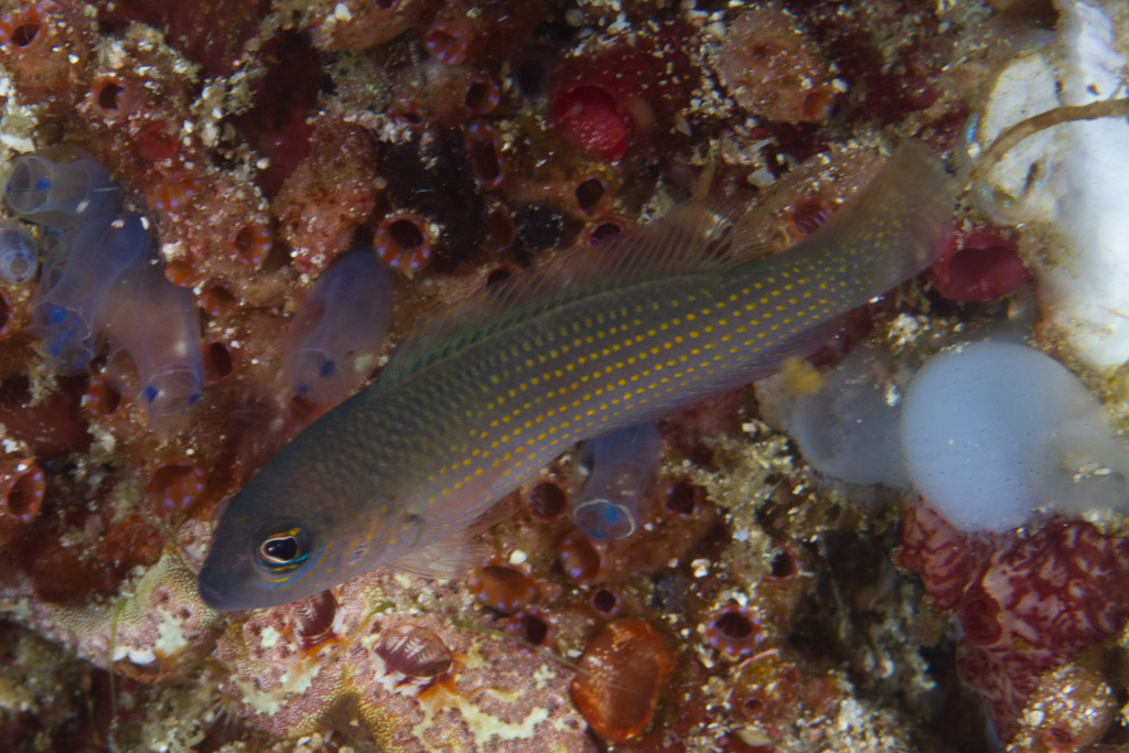 Yellow-spotted dottyback (Pseudochromis flavopunctatus) — Pseudochromidae