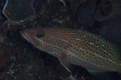 Anyperodon leucogrammicus