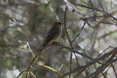 Chloris chloris aurantiiventris