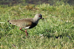 Vanellus chilensis