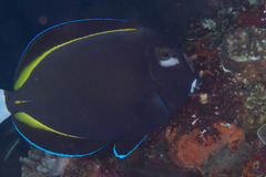 Acanthurus nigricans