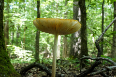 Hymenopellis sinapicolor
