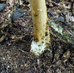 Hymenopellis sinapicolor
