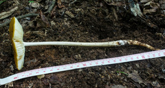 Hymenopellis sinapicolor