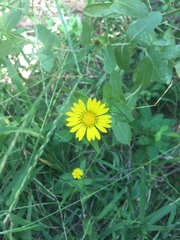 Grindelia adenodonta