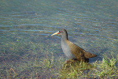 Pardirallus sanguinolentus