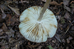 Hymenopellis sinapicolor