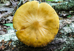 Hymenopellis sinapicolor