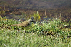 Machetornis rixosa