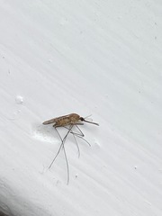 Anopheles freeborni