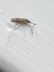 Anopheles freeborni