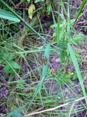 Odontoxiphidium apterum