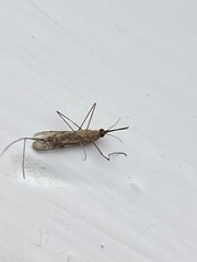 Anopheles freeborni