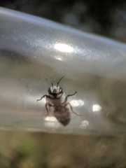 Colletes latitarsis