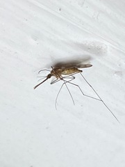 Anopheles freeborni