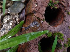 Quantula striata